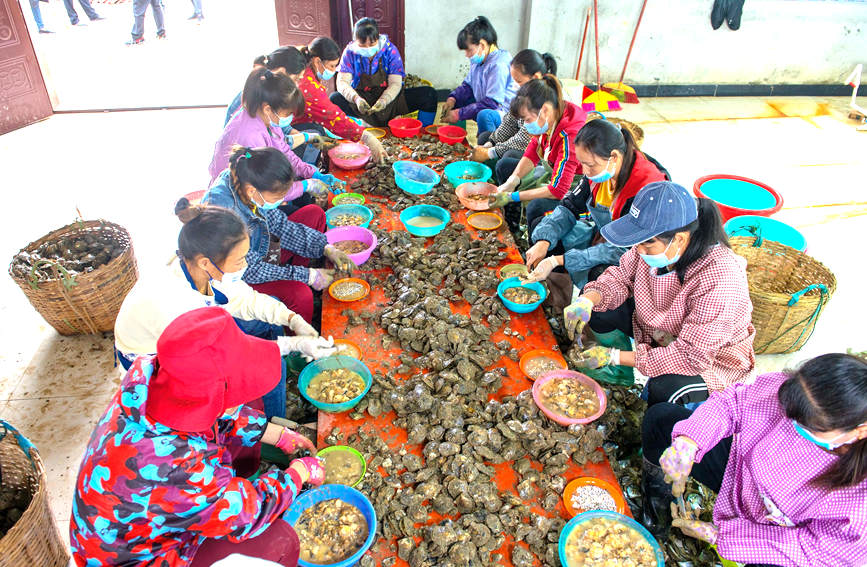 女工們開貝取珠。徐紹榮攝