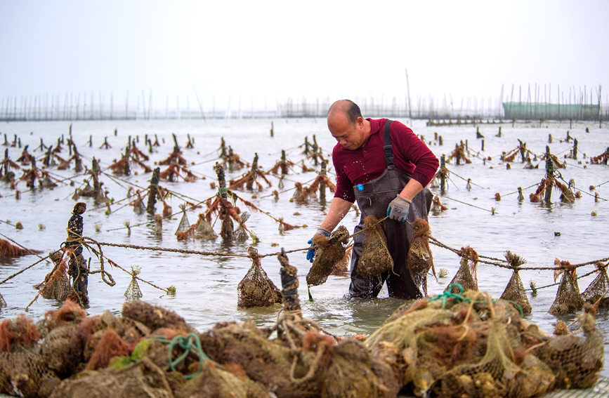 珠農(nóng)在查看馬氏珠母貝。徐紹榮攝