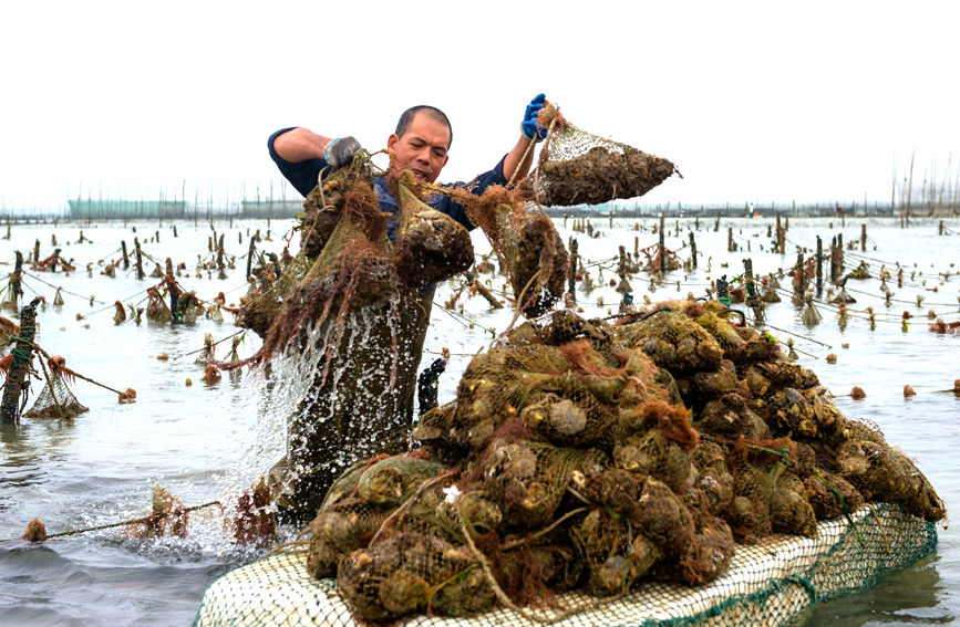 珠農(nóng)裝運(yùn)馬氏珠母貝到工廠開貝采珠。徐紹榮攝