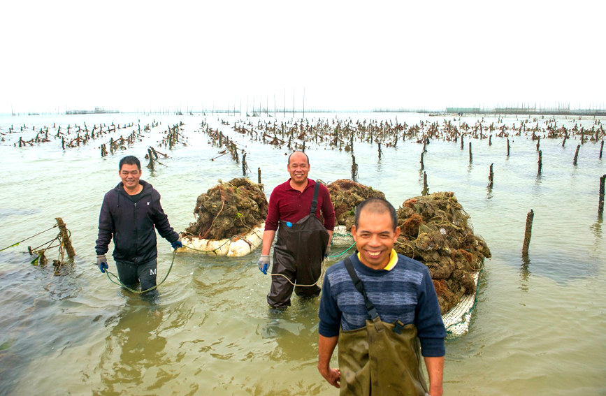 珠農(nóng)裝運馬氏珠母貝到工廠開貝采珠。徐紹榮攝