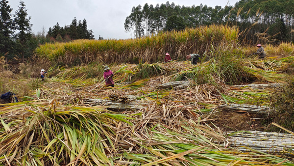 蔗農(nóng)在砍蔗。