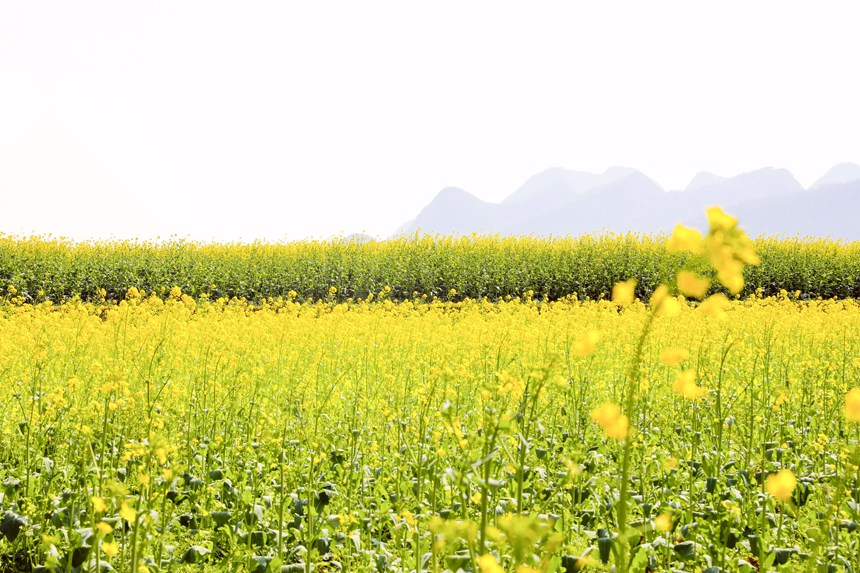 貴州興義萬峰林油菜花競相綻放。楊聃攝