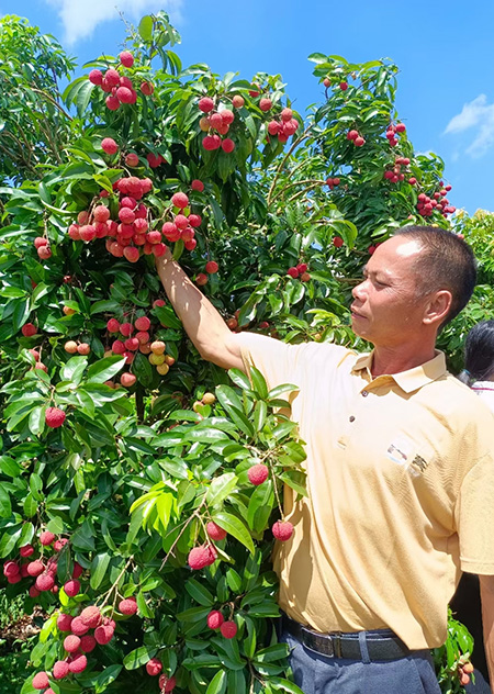 卜建石展示優(yōu)質(zhì)荔枝。欽南區(qū)委組織部供圖