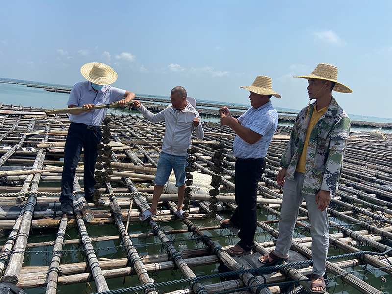 養(yǎng)蠔致富帶頭人帶領(lǐng)群眾發(fā)展大蠔產(chǎn)業(yè)。欽南區(qū)委組織部供圖