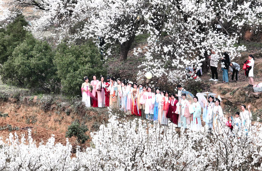 游客與梨花合影。張曉冬攝