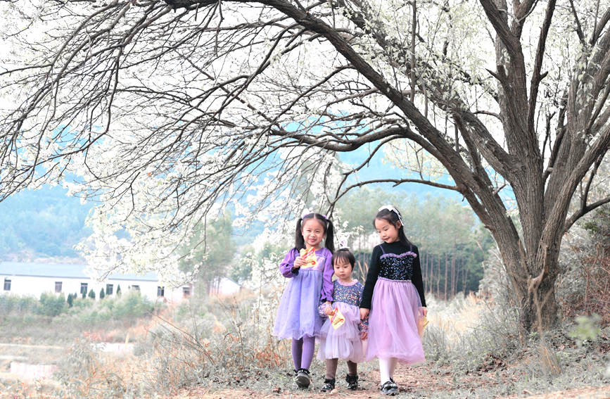 游客與梨花合影。張曉冬攝