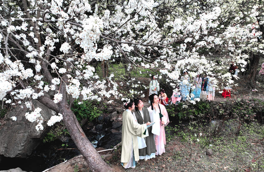 游客與梨花合影。張曉冬攝