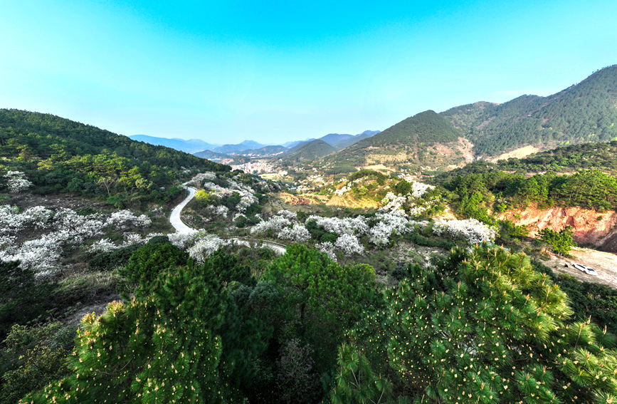 航拍梨花谷。陸敏攝