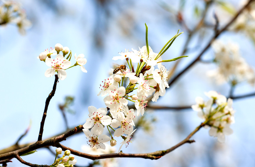 梨花競(jìng)相綻放。陸敏攝