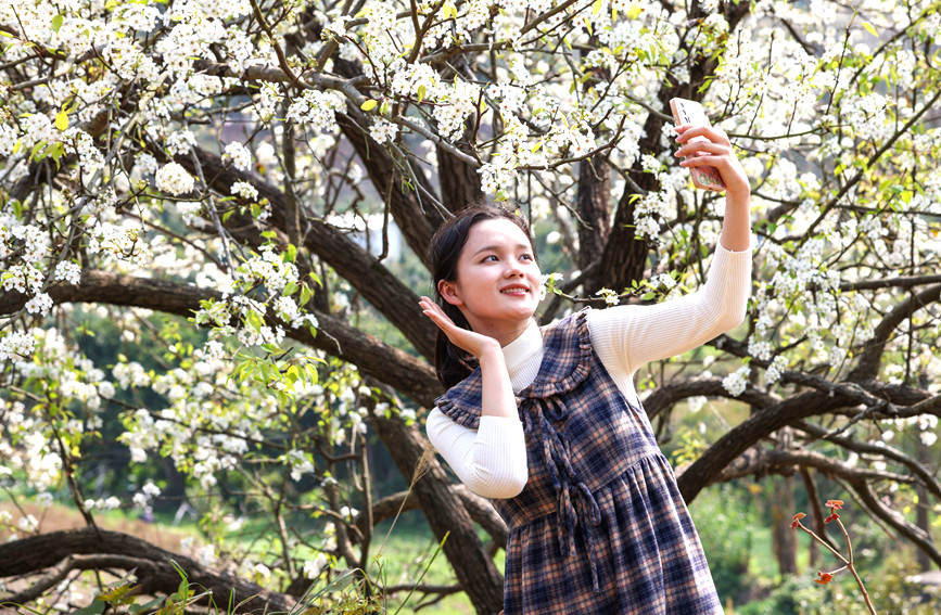 游客與梨花合影。陸敏攝