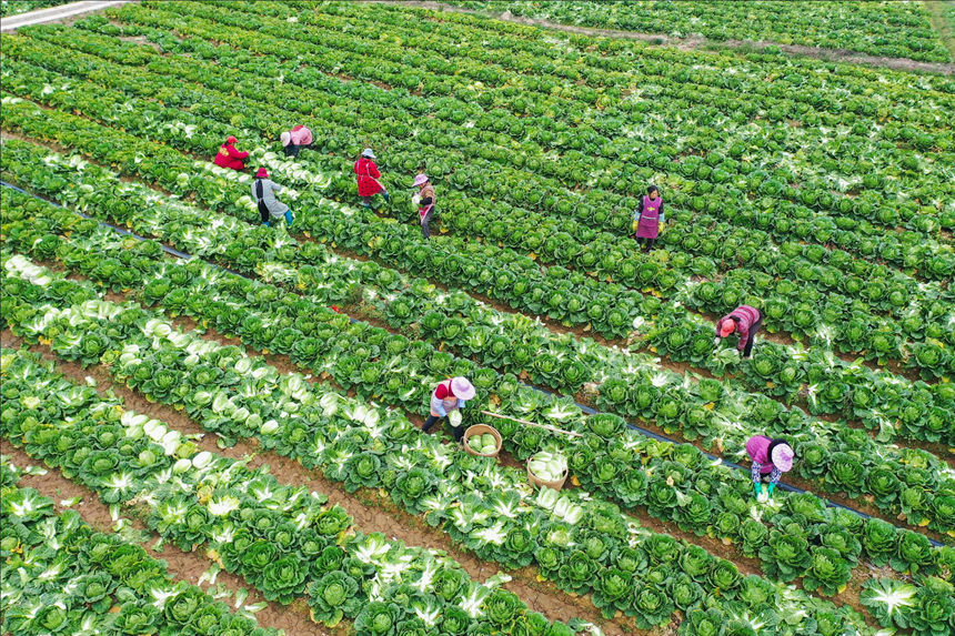 工人在忙碌有序地采收白菜。