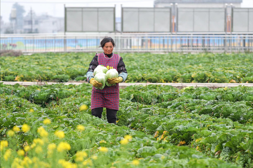 工人正在搬運(yùn)白菜。