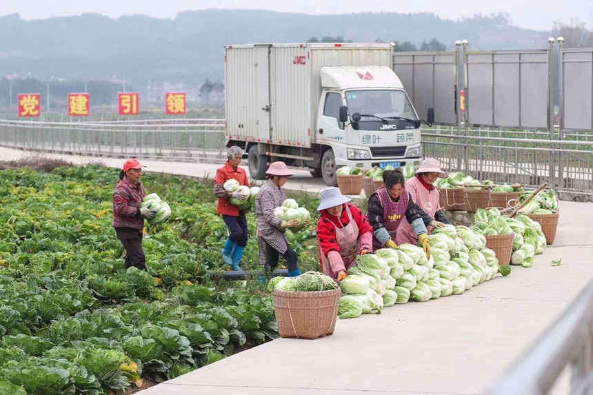 工人把白菜搬運(yùn)到路邊。