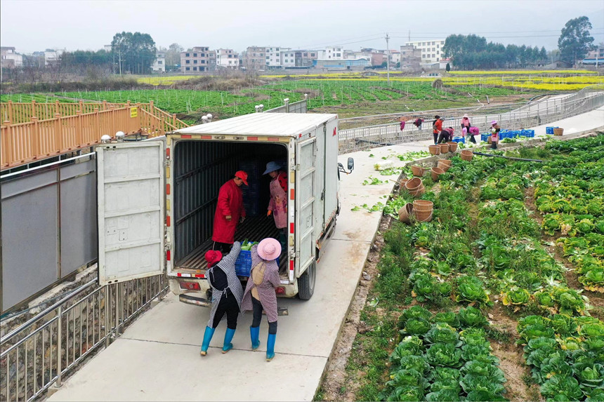 工人將白菜進(jìn)行裝車準(zhǔn)備運(yùn)輸。