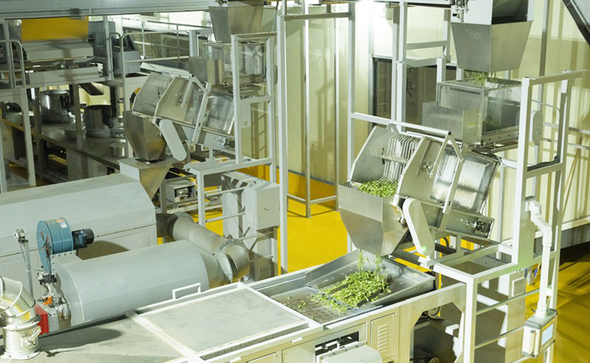 廣西昭平：央企幫扶 小茶葉鋪就產(chǎn)業(yè)致富康莊道