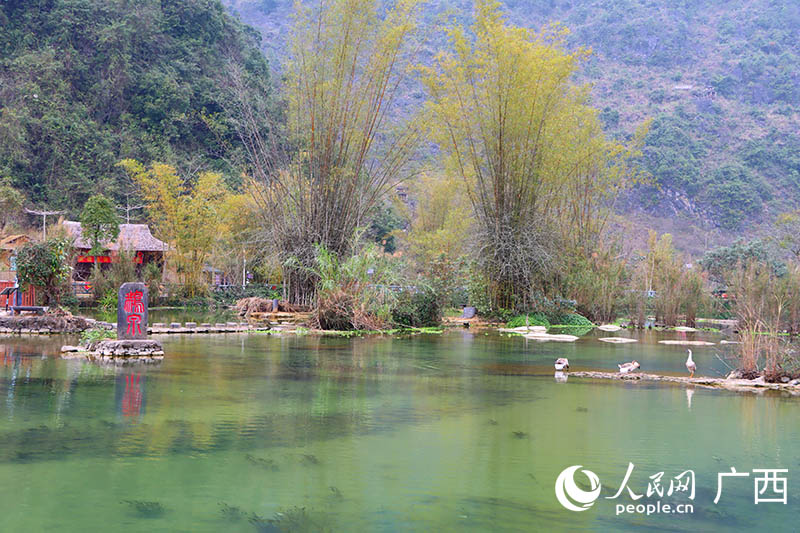 翠竹婆娑的鵝泉。人民網(wǎng) 付華周攝