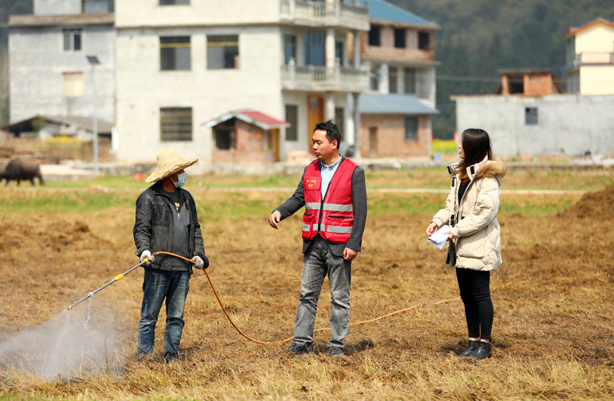 在融安縣橋板鄉(xiāng)古丹村田地里，駐村第一書(shū)記（中）正在指導(dǎo)農(nóng)民對(duì)撂荒田進(jìn)行除草。