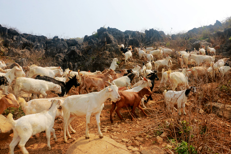 燕塘鎮(zhèn)合群村委溪心洞自然村山羊養(yǎng)殖基地。廖超文攝