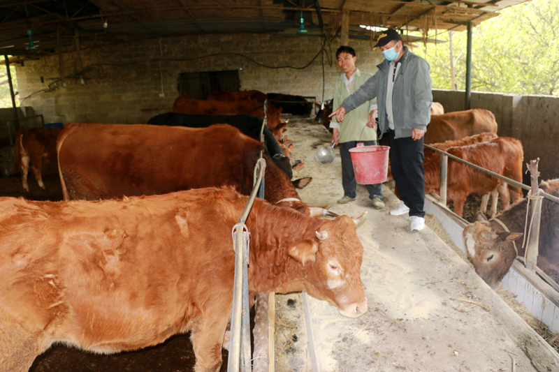 燕塘鎮(zhèn)地廠肉牛養(yǎng)殖基地。廖超文攝