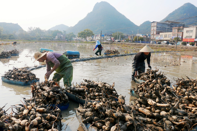 燕塘鎮(zhèn)張屋村“佳藕天成”蓮藕種植基地員工在采挖藕種。廖超文攝