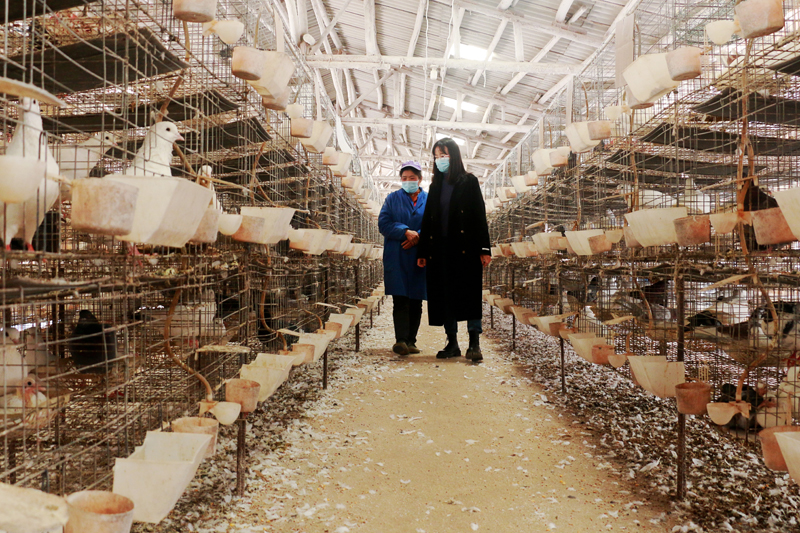 燕塘鎮(zhèn)合群村委小良村肉鴿養(yǎng)殖場(chǎng)。廖超文攝