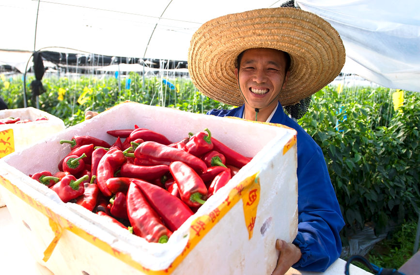 辣椒豐收，村民喜笑顏開。徐紹榮攝