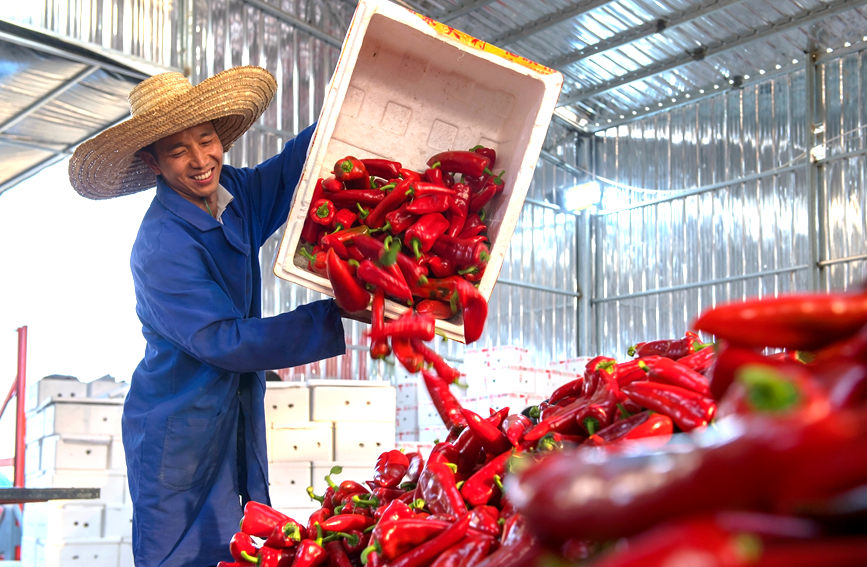 村民在裝運辣椒。徐紹榮攝