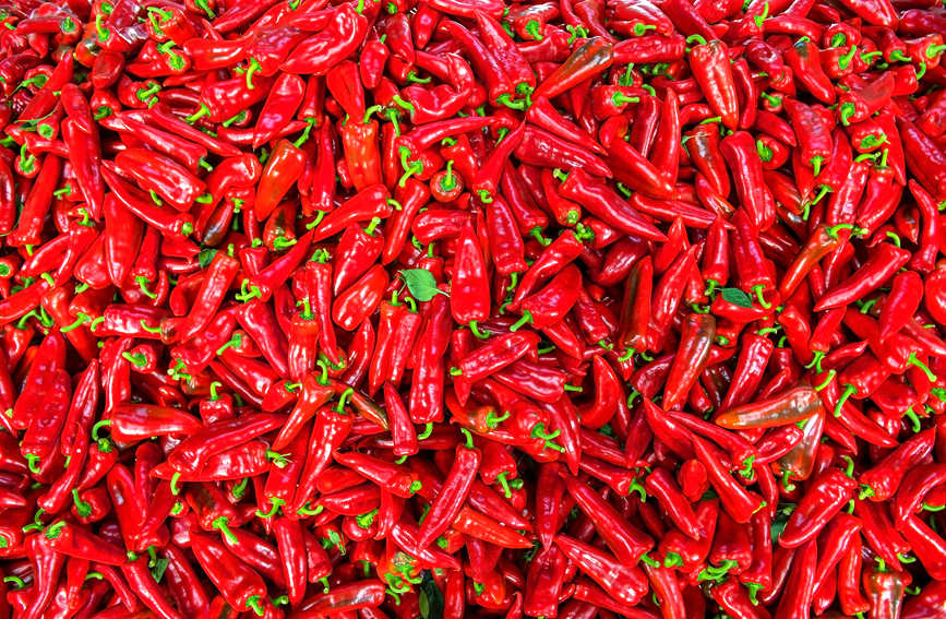 鮮紅的辣椒。徐紹榮攝