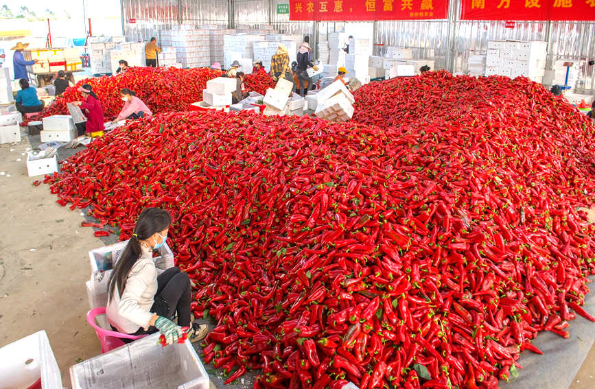 村民在分揀辣椒。徐紹榮攝