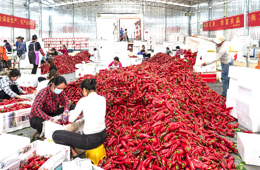 村民在分揀辣椒。黃天仕攝