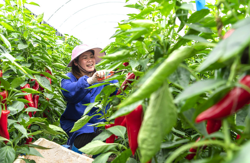 村民在采摘辣椒。黃天仕攝