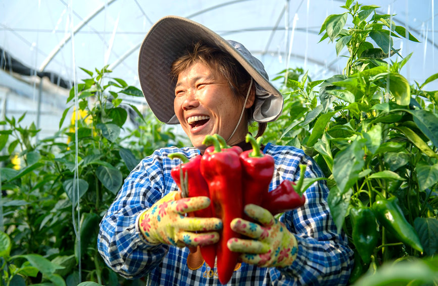 辣椒豐收，村民喜笑顏開。徐紹榮攝