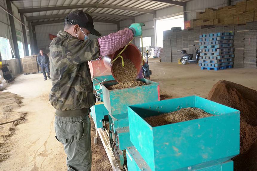 工人和機(jī)械緊密配合進(jìn)行育秧工作。岑記華攝