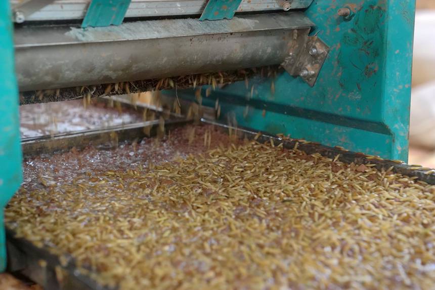 機(jī)械化育秧。岑記華攝