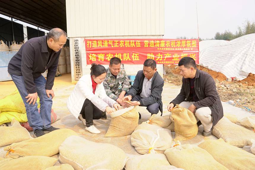 合作社育秧中心負(fù)責(zé)人正在查看稻谷種子。岑記華攝