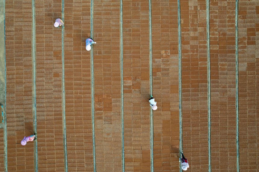 工人們正在進(jìn)行煉秧工作。岑記華攝