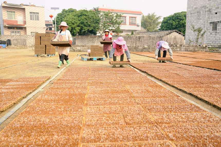 工人們正在有序地擺秧盤。岑記華攝