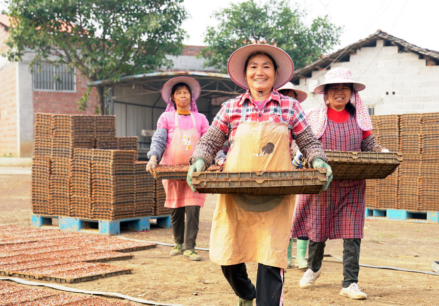 工人們正在有序地?cái)[秧盤(pán)。岑記華攝