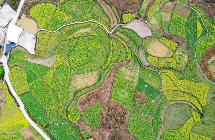 航拍的油菜花田。