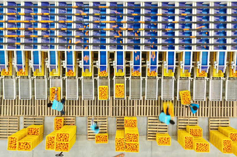 臍橙供應(yīng)鏈