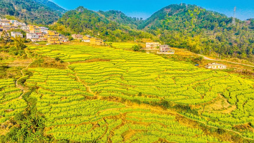 千畝油菜花競(jìng)相綻放。劉崢攝