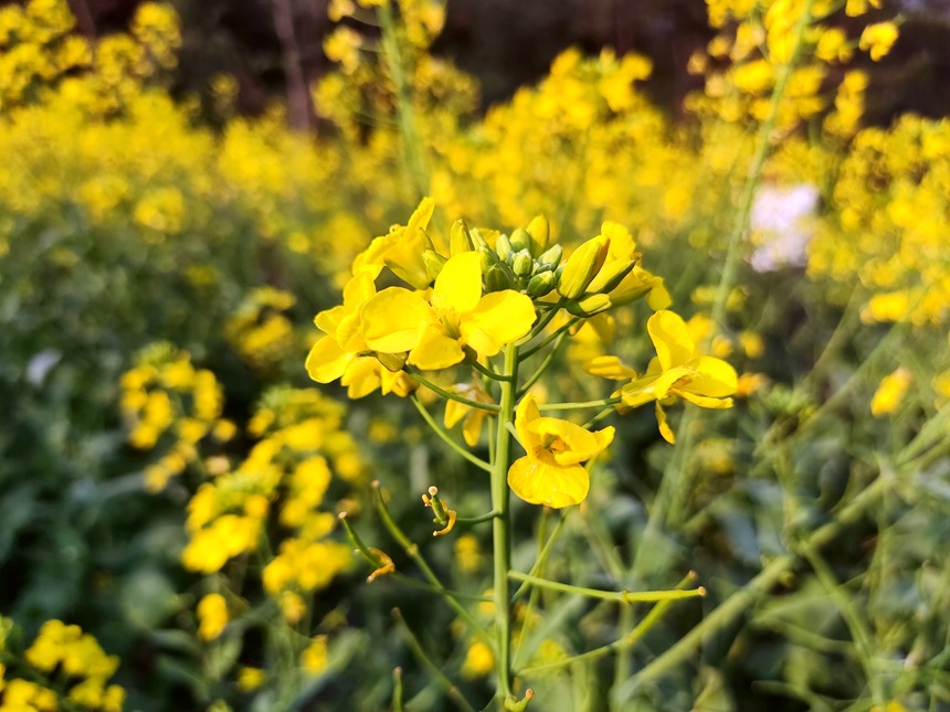 油菜花盛開。人民網(wǎng)記者 王勇攝