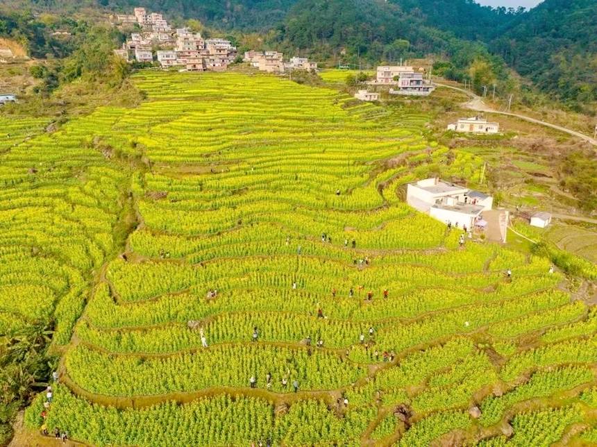 油菜花海。韋偉海攝