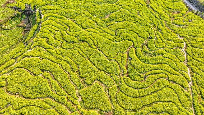 油菜花海。劉崢攝