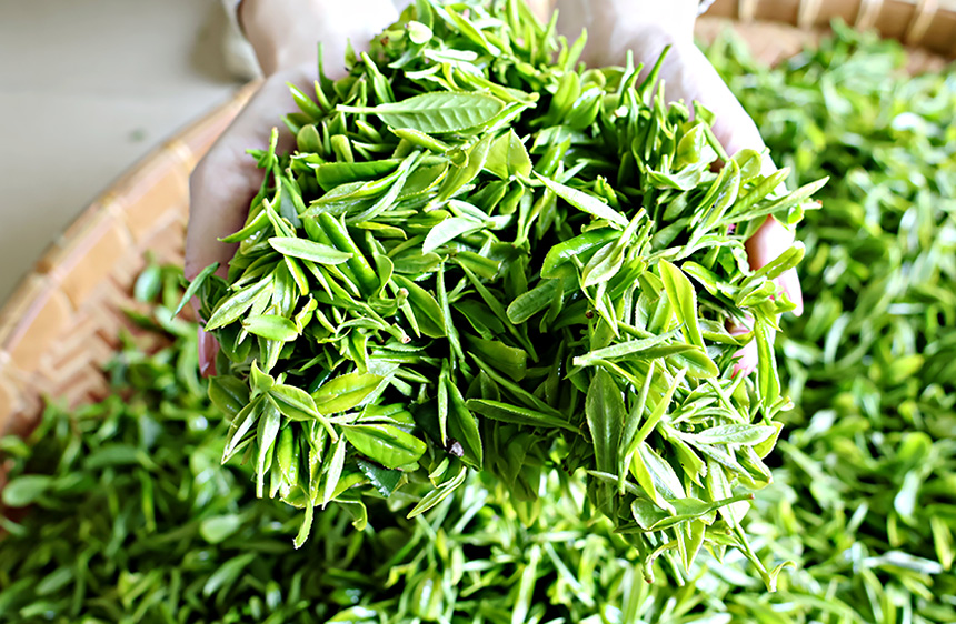 剛采摘的春茶。