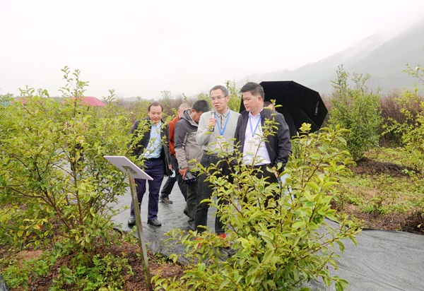 廣西林科院專家（右二）現(xiàn)場(chǎng)向與會(huì)代表介紹香花油茶優(yōu)勢(shì)。蔣林林?jǐn)z.jpg