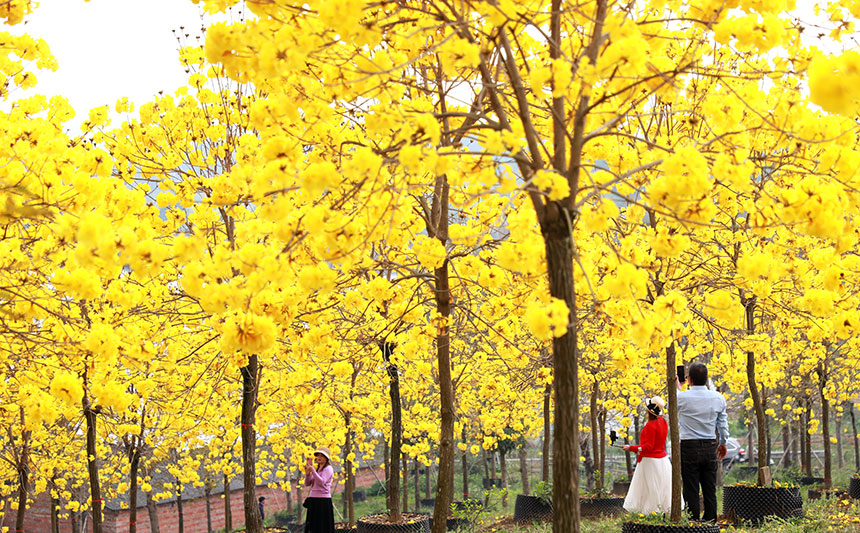 3月，黃花風(fēng)鈴木迎來花期。