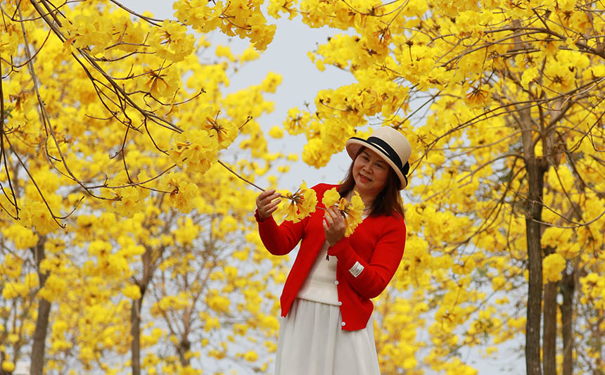 游客與金色花海合影留念。