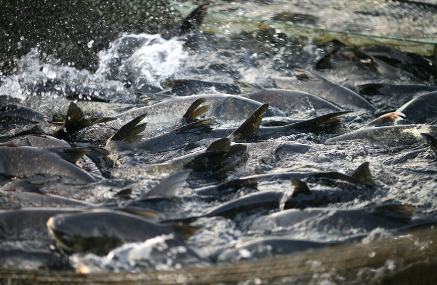 魚池迎來豐收。