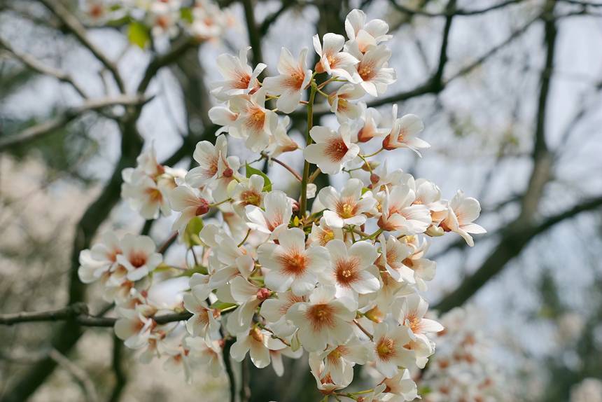 油桐花開得正艷。